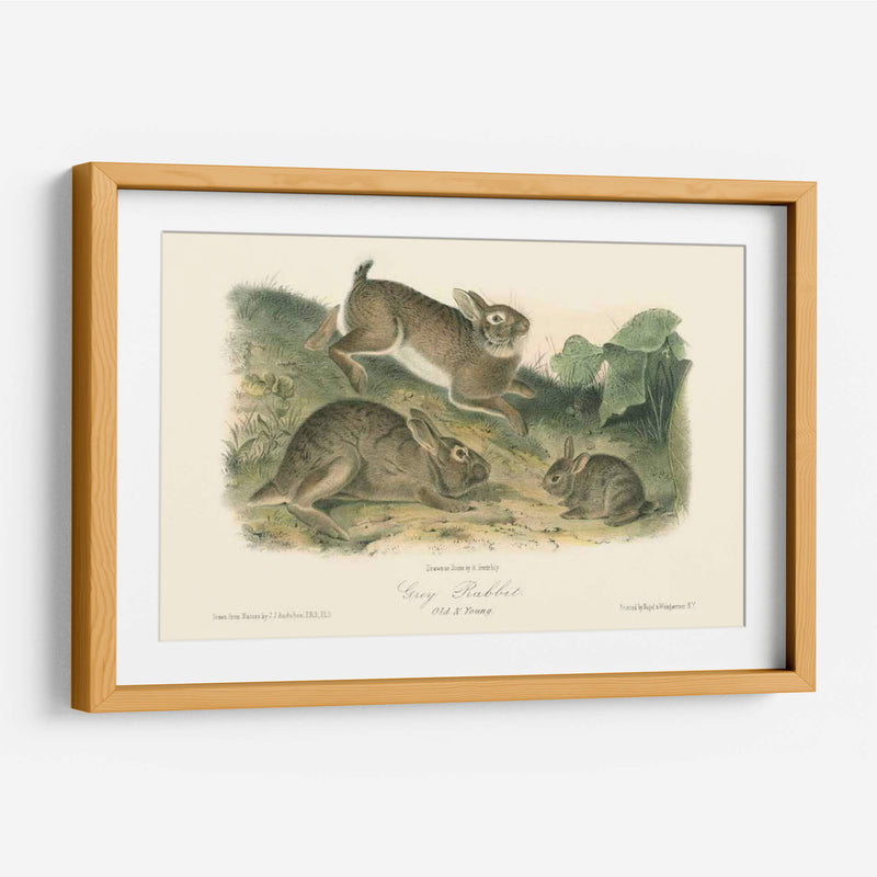 Conejo Gris - John James Audubon | Cuadro decorativo de Canvas Lab