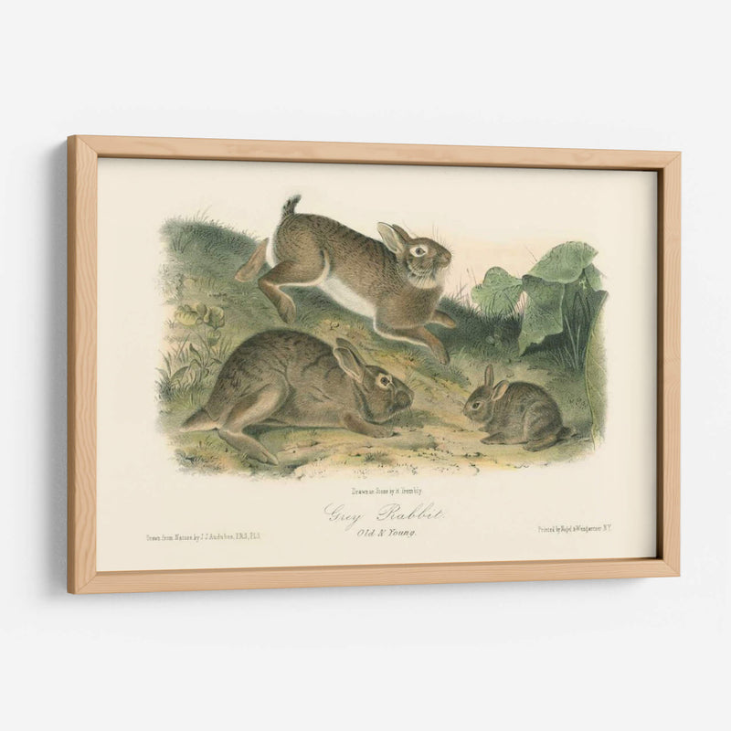 Conejo Gris - John James Audubon | Cuadro decorativo de Canvas Lab