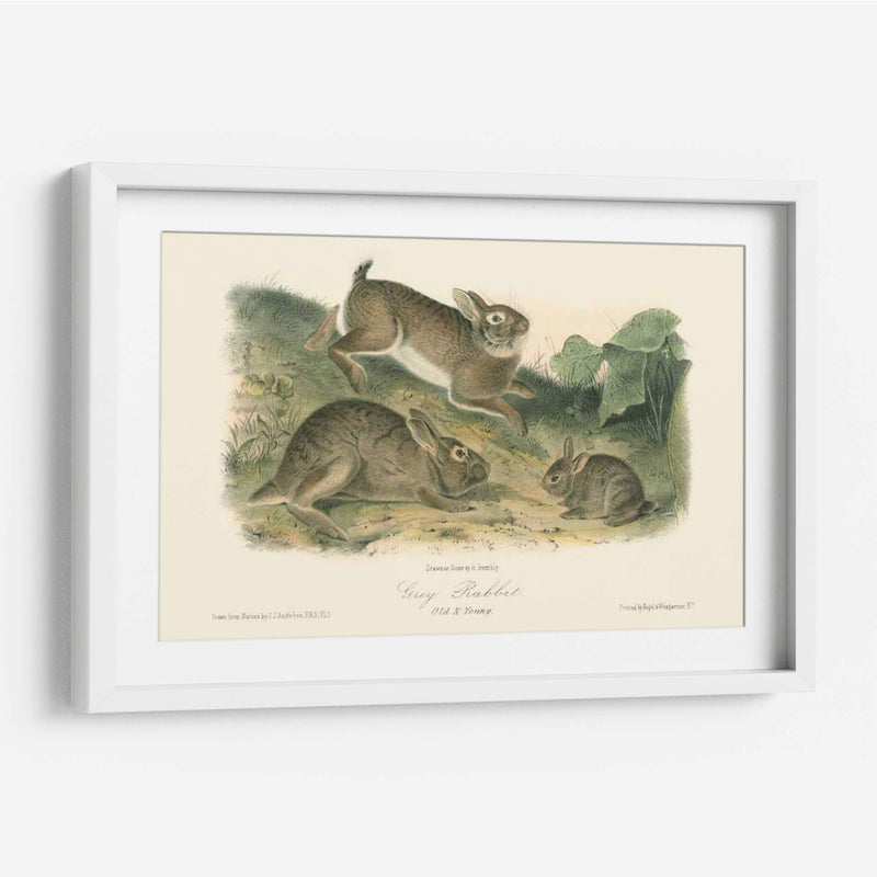 Conejo Gris - John James Audubon | Cuadro decorativo de Canvas Lab