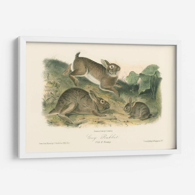 Conejo Gris - John James Audubon | Cuadro decorativo de Canvas Lab