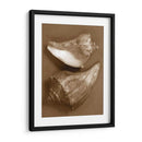 Conchas Sensuales I - Renee W. Stramel | Cuadro decorativo de Canvas Lab