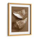 Conchas Sensuales I - Renee W. Stramel | Cuadro decorativo de Canvas Lab