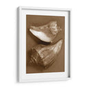 Conchas Sensuales I - Renee W. Stramel | Cuadro decorativo de Canvas Lab