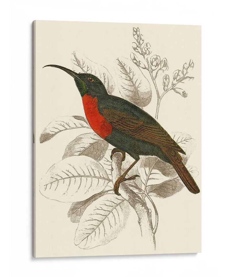 Jardine Hummingbird Iii - Sir William Jardine | Cuadro decorativo de Canvas Lab