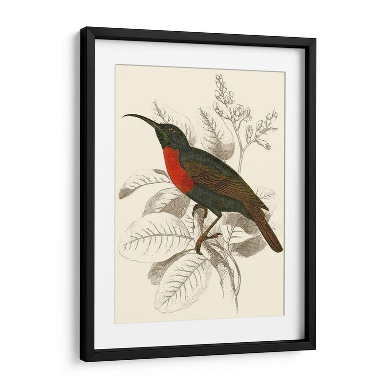 Jardine Hummingbird Iii - Sir William Jardine | Cuadro decorativo de Canvas Lab