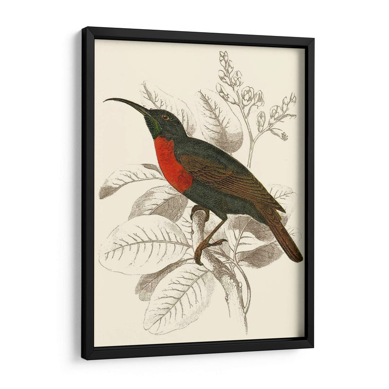 Jardine Hummingbird Iii - Sir William Jardine | Cuadro decorativo de Canvas Lab