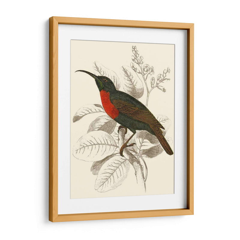 Jardine Hummingbird Iii - Sir William Jardine | Cuadro decorativo de Canvas Lab