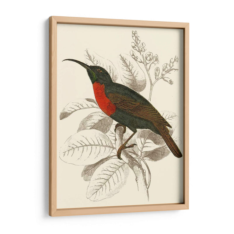 Jardine Hummingbird Iii - Sir William Jardine | Cuadro decorativo de Canvas Lab