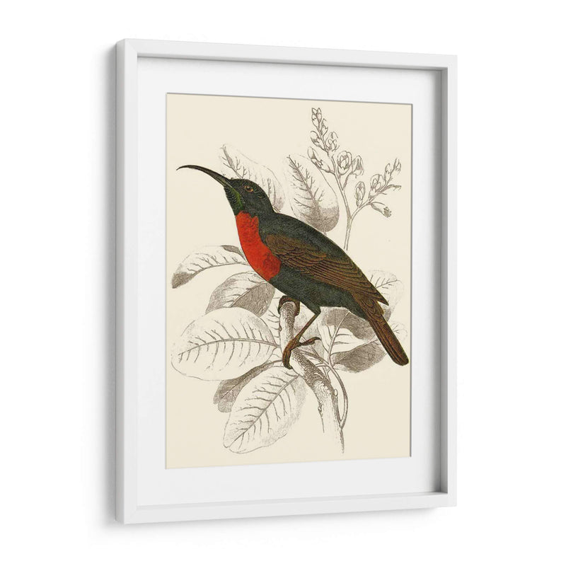 Jardine Hummingbird Iii - Sir William Jardine | Cuadro decorativo de Canvas Lab