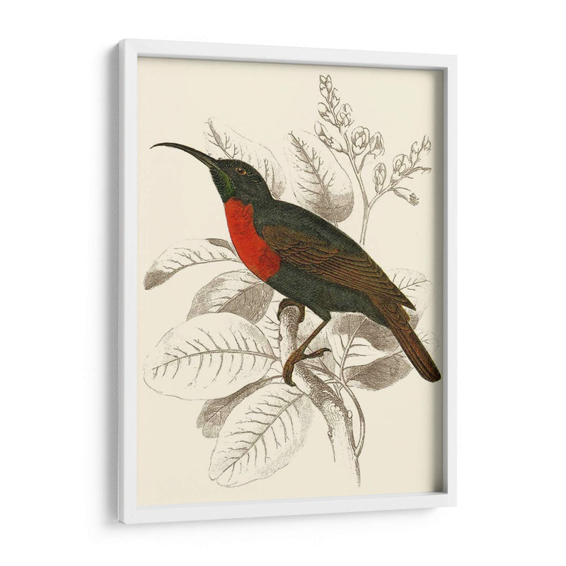 Jardine Hummingbird Iii - Sir William Jardine | Cuadro decorativo de Canvas Lab