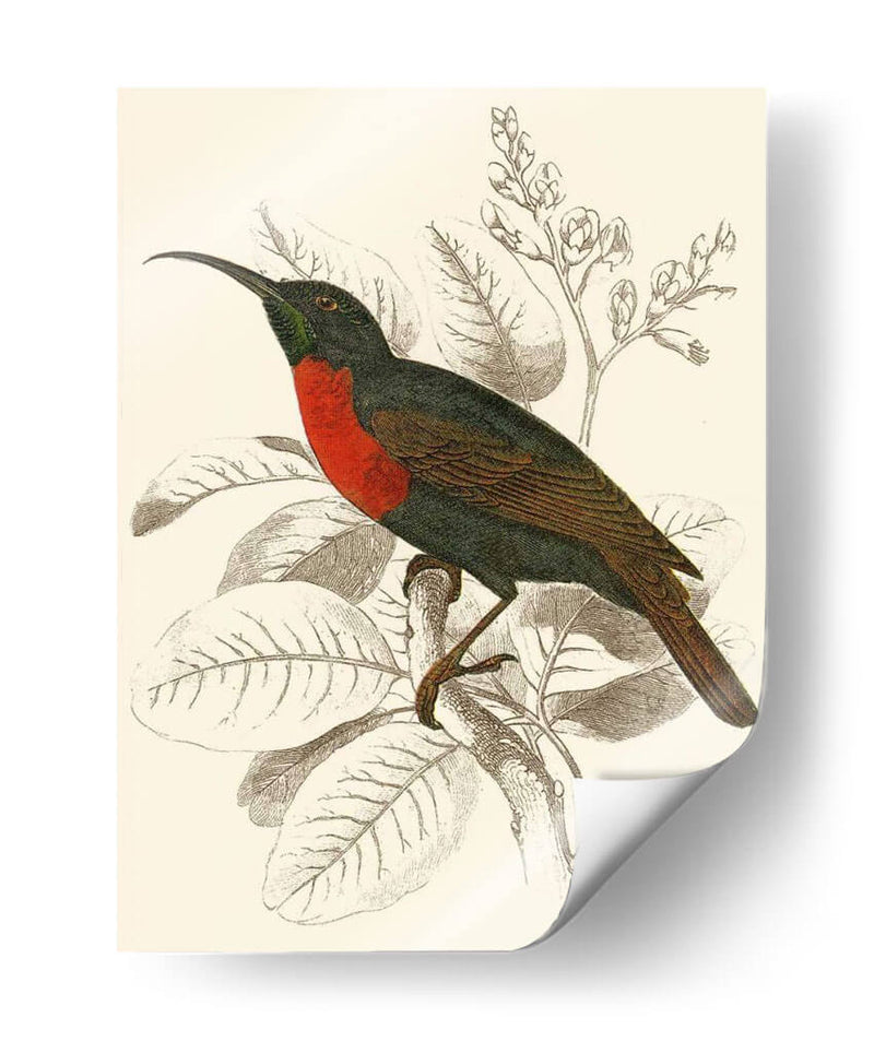 Jardine Hummingbird Iii - Sir William Jardine | Cuadro decorativo de Canvas Lab