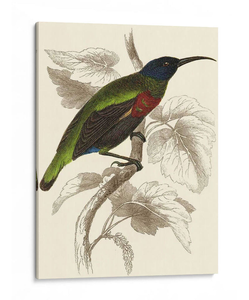 Jardine Hummingbird Iv - Sir William Jardine | Cuadro decorativo de Canvas Lab