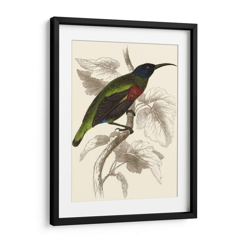 Jardine Hummingbird Iv - Sir William Jardine | Cuadro decorativo de Canvas Lab