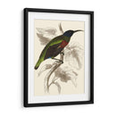 Jardine Hummingbird Iv - Sir William Jardine | Cuadro decorativo de Canvas Lab
