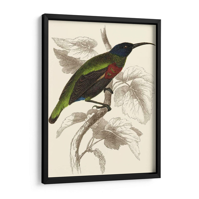 Jardine Hummingbird Iv - Sir William Jardine | Cuadro decorativo de Canvas Lab