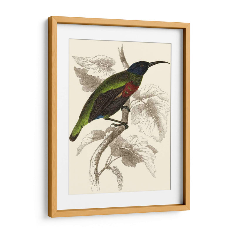 Jardine Hummingbird Iv - Sir William Jardine | Cuadro decorativo de Canvas Lab