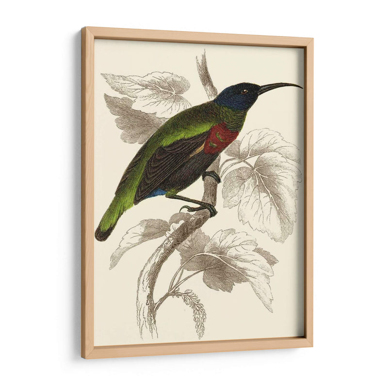 Jardine Hummingbird Iv - Sir William Jardine | Cuadro decorativo de Canvas Lab