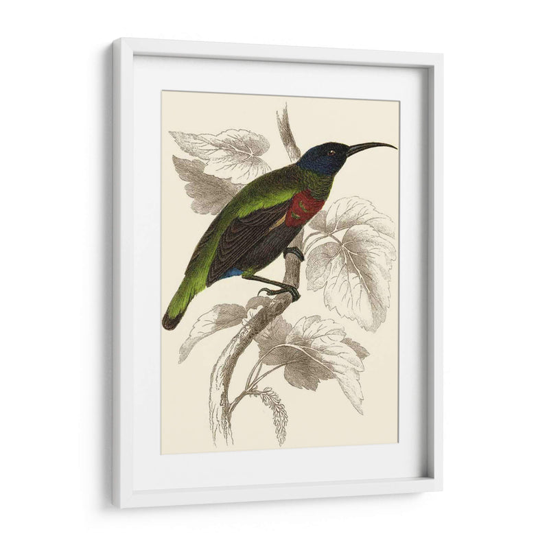 Jardine Hummingbird Iv - Sir William Jardine | Cuadro decorativo de Canvas Lab