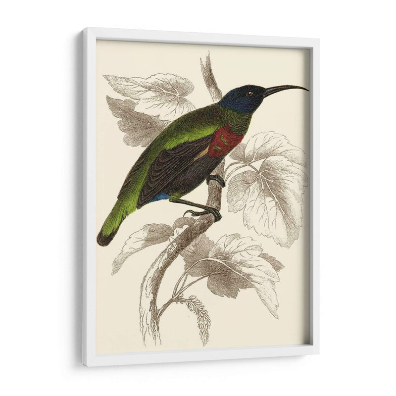 Jardine Hummingbird Iv - Sir William Jardine | Cuadro decorativo de Canvas Lab