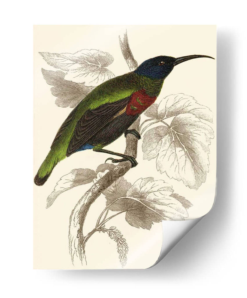 Jardine Hummingbird Iv - Sir William Jardine | Cuadro decorativo de Canvas Lab