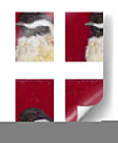 Pequeño Aviario Ii - Chariklia Zarris | Cuadro decorativo de Canvas Lab