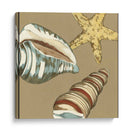 Small Shell Trío En Caqui I - Megan Meagher | Cuadro decorativo de Canvas Lab