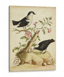 Hábitat Natural I - George Edwards | Cuadro decorativo de Canvas Lab