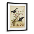 Hábitat Natural I - George Edwards | Cuadro decorativo de Canvas Lab