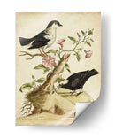 Hábitat Natural I - George Edwards | Cuadro decorativo de Canvas Lab