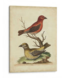 Cuentas Cruzadas De Edwards - George Edwards | Cuadro decorativo de Canvas Lab