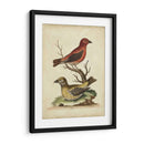 Cuentas Cruzadas De Edwards - George Edwards | Cuadro decorativo de Canvas Lab