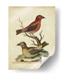 Cuentas Cruzadas De Edwards - George Edwards | Cuadro decorativo de Canvas Lab