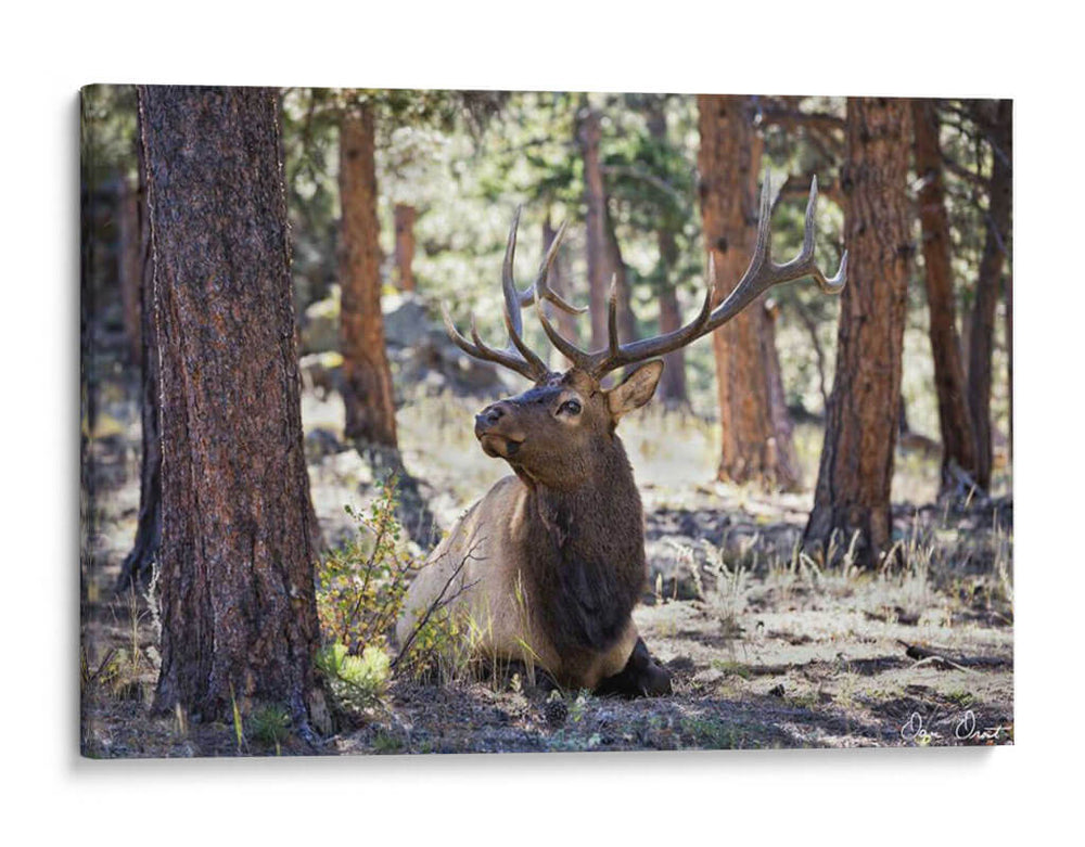 Estudiar Elk I - David Drost | Cuadro decorativo de Canvas Lab