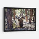 Estudiar Elk I - David Drost | Cuadro decorativo de Canvas Lab