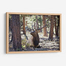 Estudiar Elk I - David Drost | Cuadro decorativo de Canvas Lab