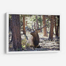 Estudiar Elk I - David Drost | Cuadro decorativo de Canvas Lab