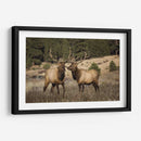 Estudio De Alces Iv - David Drost | Cuadro decorativo de Canvas Lab