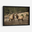 Estudio De Alces Iv - David Drost | Cuadro decorativo de Canvas Lab