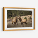 Estudio De Alces Iv - David Drost | Cuadro decorativo de Canvas Lab