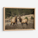 Estudio De Alces Iv - David Drost | Cuadro decorativo de Canvas Lab