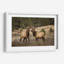 Estudio De Alces Iv - David Drost | Cuadro decorativo de Canvas Lab