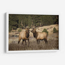 Estudio De Alces Iv - David Drost | Cuadro decorativo de Canvas Lab