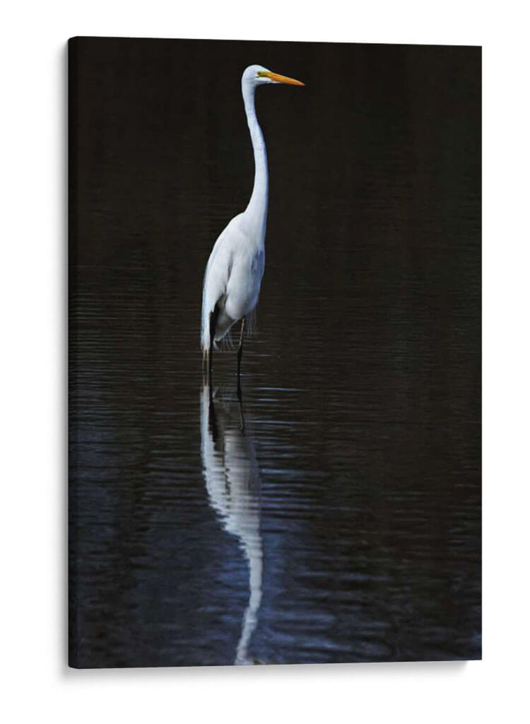 Egret Elegante Ii - David Drost | Cuadro decorativo de Canvas Lab