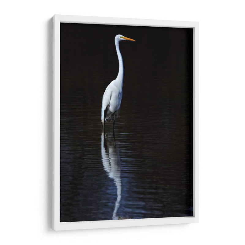 Egret Elegante Ii - David Drost | Cuadro decorativo de Canvas Lab