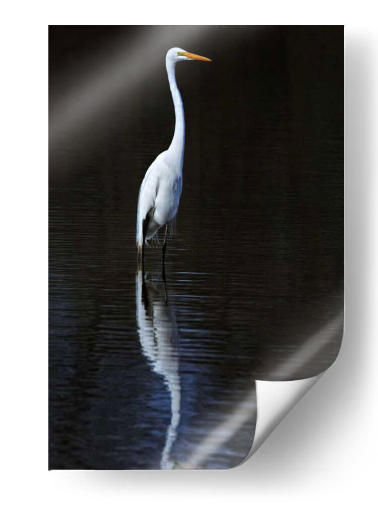 Egret Elegante Ii - David Drost | Cuadro decorativo de Canvas Lab