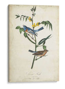 Pájaro Delicado Y Botánica Iv - John James Audubon | Cuadro decorativo de Canvas Lab