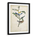 Pájaro Delicado Y Botánica Iv - John James Audubon | Cuadro decorativo de Canvas Lab