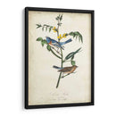 Pájaro Delicado Y Botánica Iv - John James Audubon | Cuadro decorativo de Canvas Lab