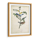 Pájaro Delicado Y Botánica Iv - John James Audubon | Cuadro decorativo de Canvas Lab