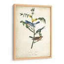 Pájaro Delicado Y Botánica Iv - John James Audubon | Cuadro decorativo de Canvas Lab